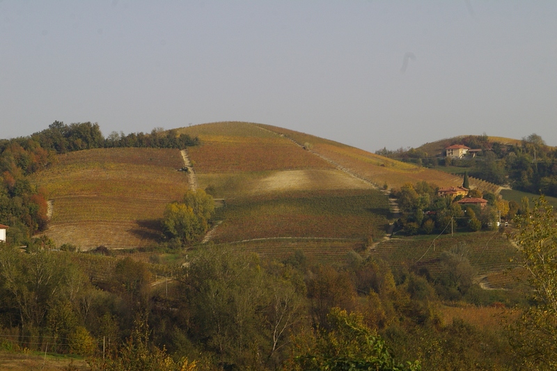 Veduta dello straordinario paesaggio agrario dell Alto Astigiano, caratterizzato da boschi e vigneti.