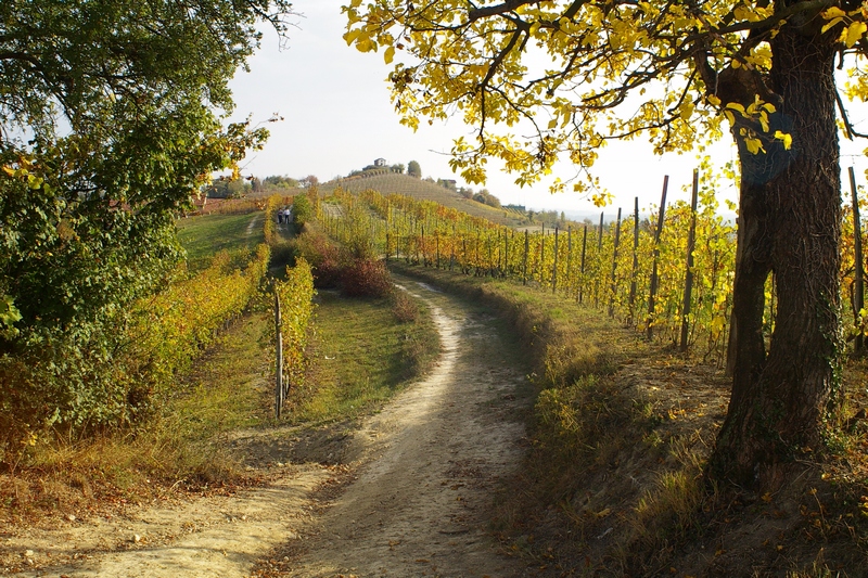 Veduta dello straordinario paesaggio agrario dell Alto Astigiano, caratterizzato da boschi e vigneti.