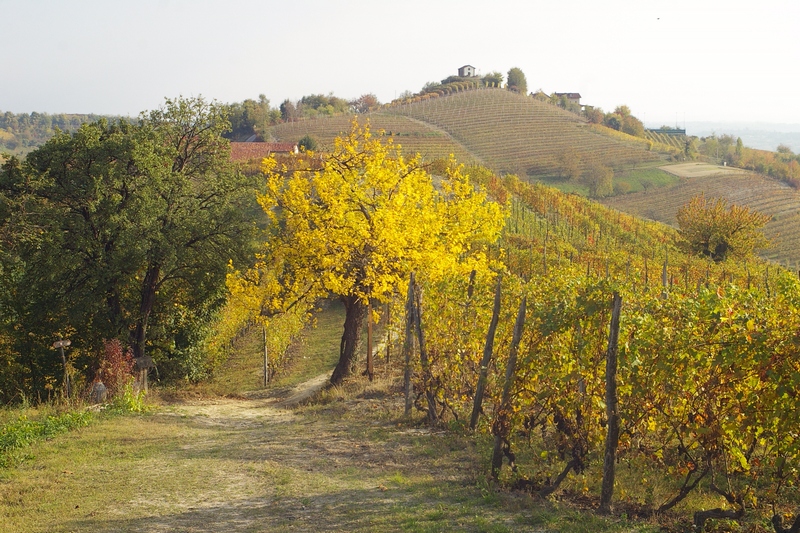 Veduta sullo sfondo alla sommità della collina della Chiesa romanica di Santa Maria di Cornareto, immersa in uno straordinario paesaggio agrario.