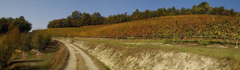 Veduta dei vigneti circostanti la Canonica di Santa Maria di Vezzolano.
