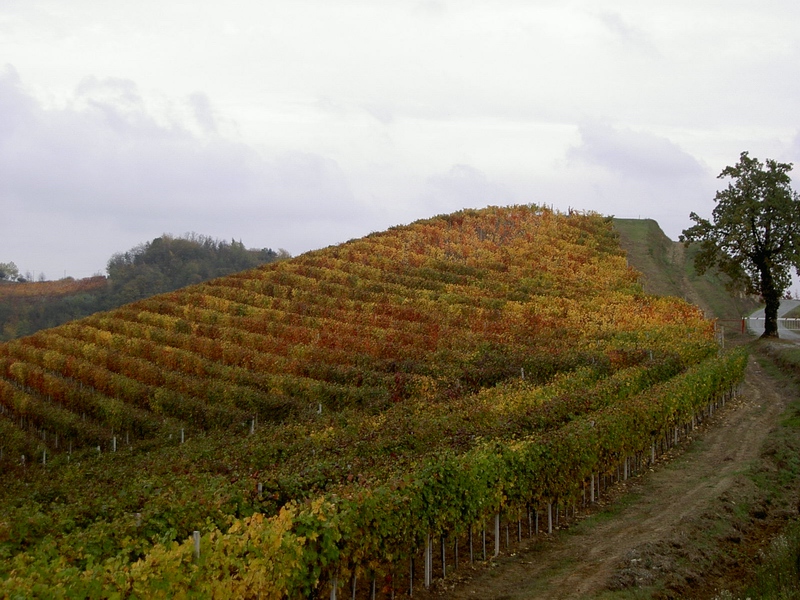 Veduta delle straordinarie colline vitare di Alice Bel Colle nella tipica veste autunnale (Foto di Aureliano Galeazzo).