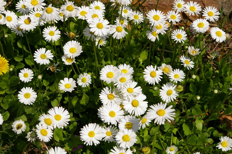 Prato fiorito di Bellis perennis nel periodo primaverile.