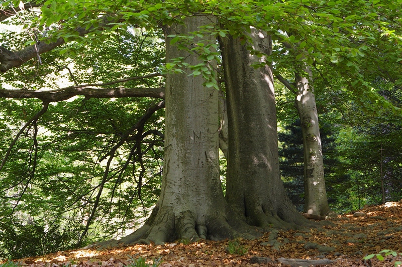 Faggi monumentali presenti nel Parco della Burcina a Pollone (Biella).