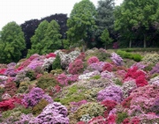 Valle dei rododendri del Parco Burcina a Biella.