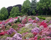 Valle dei rododendri del Parco Burcina a Biella.