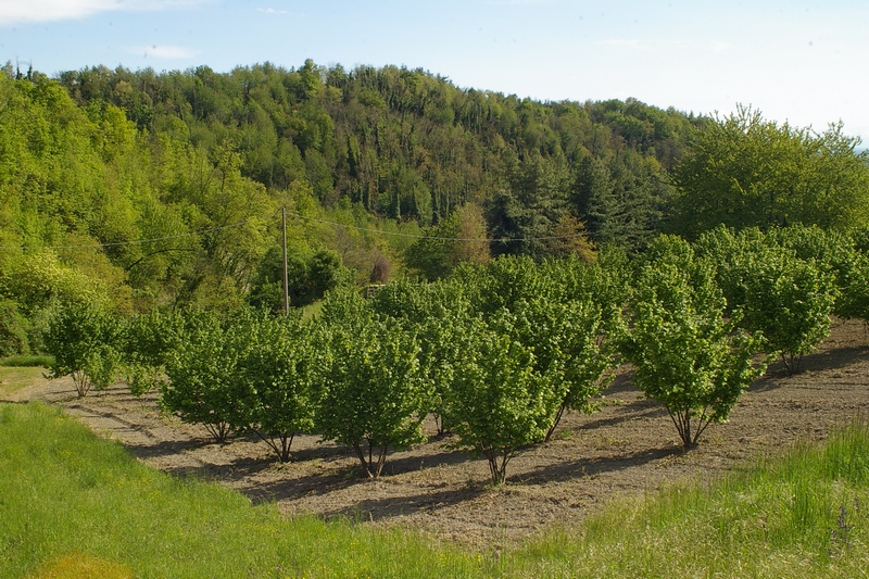Veduta del verdeggiante paesaggio agrario circostante la Canonica di Santa Maria di Vezzolano.
