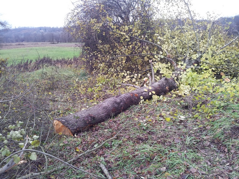 Veduta degli abbattimenti dei tigli da parte della Provincia di Asti lungo l alberata storica in Località Montafia d Asti - Strada provinciale 2 (SP 2).