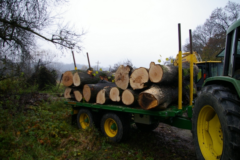 Tronchi degli alberi abbattuti.