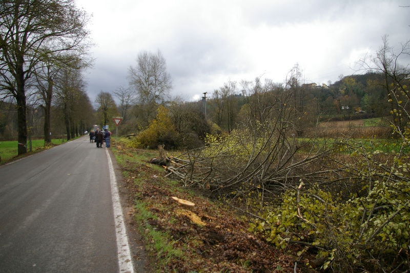 Veduta degli abbattimenti dei tigli da parte della Provincia di Asti lungo l alberata storica in Località Montafia d Asti - Strada provinciale 2 (SP 2).