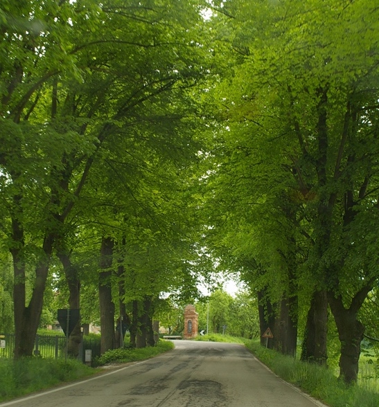 Veduta dell alberata storica di Tigli in Località Montafia d Asti lungo la Strada provinciale 2 (SP 2).