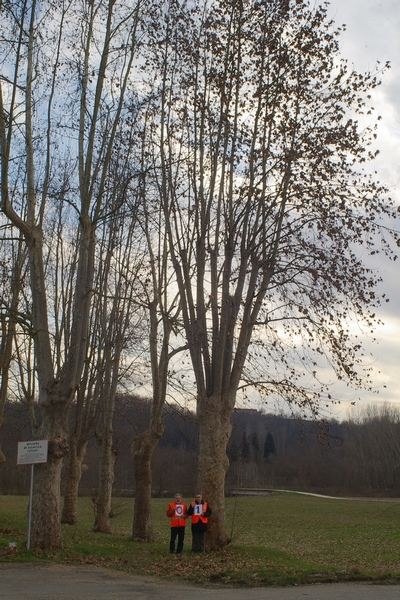 censimento fotografico degli alberi presenti lungo l ex strada statale SS 10 nel comune di Baldichieri.   