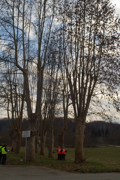 censimento fotografico degli alberi presenti lungo l ex strada statale SS 10 nel comune di Baldichieri.   