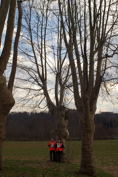 censimento fotografico degli alberi presenti lungo l ex strada statale SS 10 nel comune di Baldichieri.   