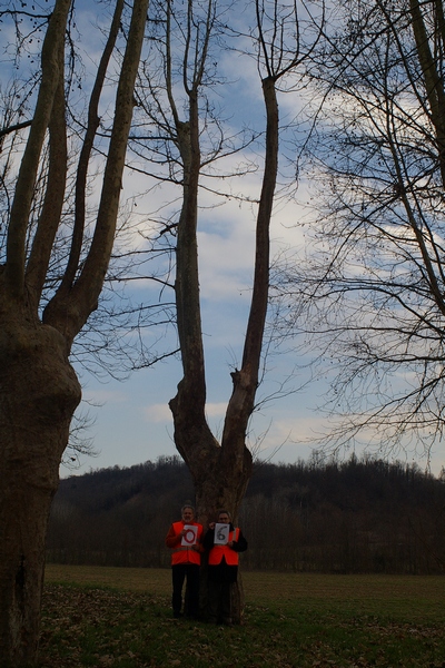 censimento fotografico degli alberi presenti lungo l ex strada statale SS 10 nel comune di Baldichieri.   