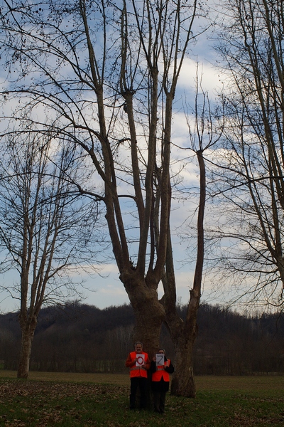 censimento fotografico degli alberi presenti lungo l ex strada statale SS 10 nel comune di Baldichieri.   