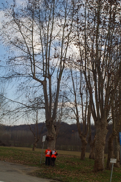 censimento fotografico degli alberi presenti lungo l ex strada statale SS 10 nel comune di Baldichieri.   