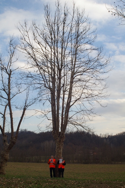 censimento fotografico degli alberi presenti lungo l ex strada statale SS 10 nel comune di Baldichieri.   