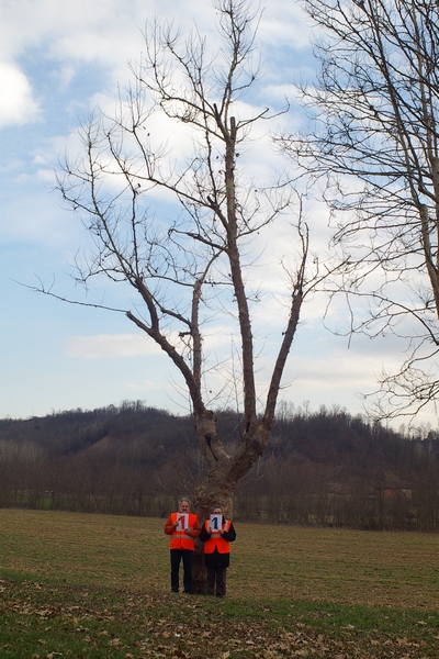 censimento fotografico degli alberi presenti lungo l ex strada statale SS 10 nel comune di Baldichieri.   