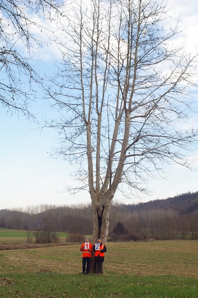 censimento fotografico degli alberi presenti lungo l ex strada statale SS 10 nel comune di Baldichieri.   