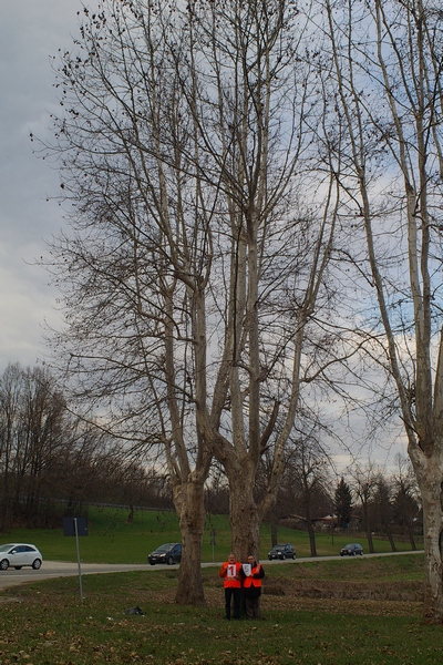 censimento fotografico degli alberi presenti lungo l ex strada statale SS 10 nel comune di Baldichieri.   