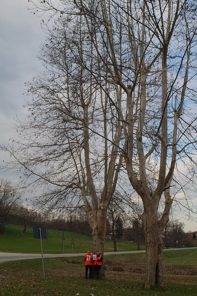 censimento fotografico degli alberi presenti lungo l ex strada statale SS 10 nel comune di Baldichieri.   