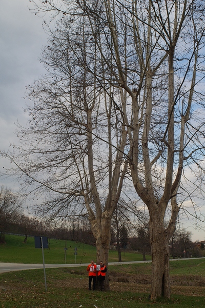 censimento fotografico degli alberi presenti lungo l ex strada statale SS 10 nel comune di Baldichieri.   