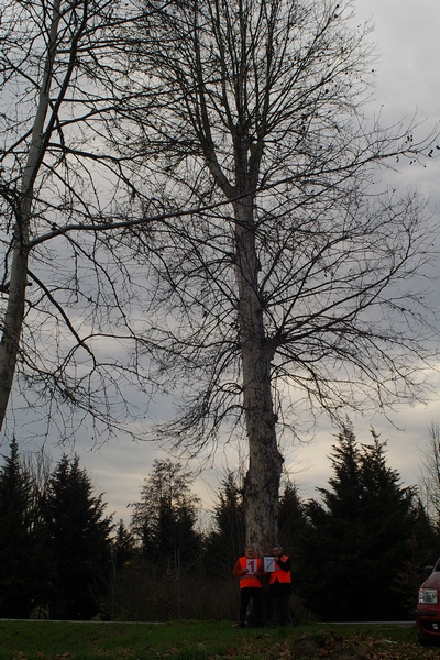 censimento fotografico degli alberi presenti lungo l ex strada statale SS 10 nel comune di Baldichieri.   