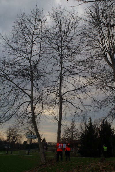 censimento fotografico degli alberi presenti lungo l ex strada statale SS 10 nel comune di Baldichieri.   