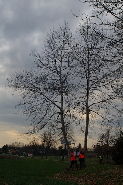 censimento fotografico degli alberi presenti lungo l ex strada statale SS 10 nel comune di Baldichieri.   