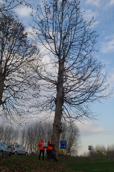 censimento fotografico degli alberi presenti lungo l ex strada statale SS 10 nel comune di Baldichieri.   