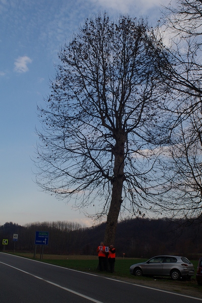 censimento fotografico degli alberi presenti lungo l ex strada statale SS 10 nel comune di Baldichieri.   