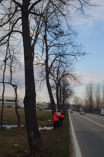 censimento fotografico degli alberi presenti lungo l ex strada statale SS 10 nel comune di Baldichieri.   