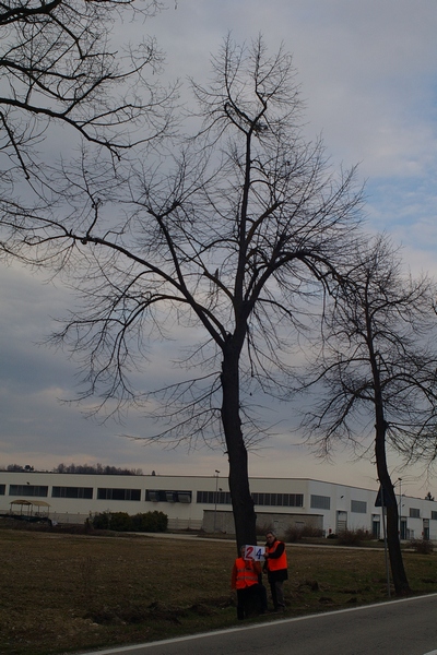 censimento fotografico degli alberi presenti lungo l ex strada statale SS 10 nel comune di Baldichieri.   