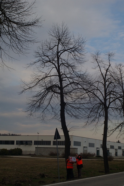 censimento fotografico degli alberi presenti lungo l ex strada statale SS 10 nel comune di Baldichieri.   