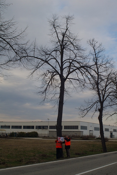 censimento fotografico degli alberi presenti lungo l ex strada statale SS 10 nel comune di Baldichieri.   