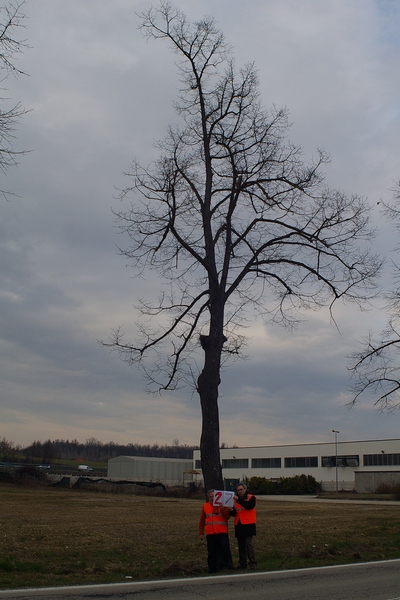 censimento fotografico degli alberi presenti lungo l ex strada statale SS 10 nel comune di Baldichieri.   