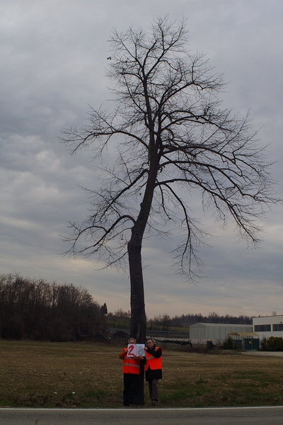 censimento fotografico degli alberi presenti lungo l ex strada statale SS 10 nel comune di Baldichieri.   