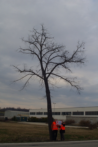 censimento fotografico degli alberi presenti lungo l ex strada statale SS 10 nel comune di Baldichieri.   