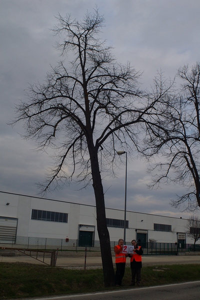 censimento fotografico degli alberi presenti lungo l ex strada statale SS 10 nel comune di Baldichieri.   