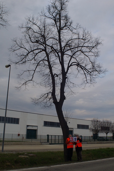 censimento fotografico degli alberi presenti lungo l ex strada statale SS 10 nel comune di Baldichieri.   