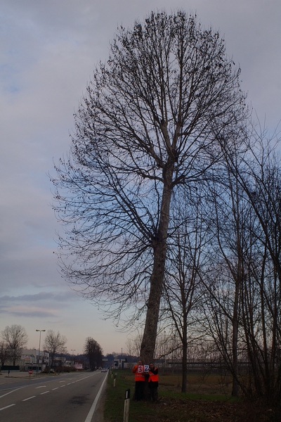 censimento fotografico degli alberi presenti lungo l ex strada statale SS 10 nel comune di Baldichieri.   