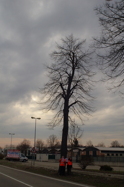 censimento fotografico degli alberi presenti lungo l ex strada statale SS 10 nel comune di Baldichieri.   