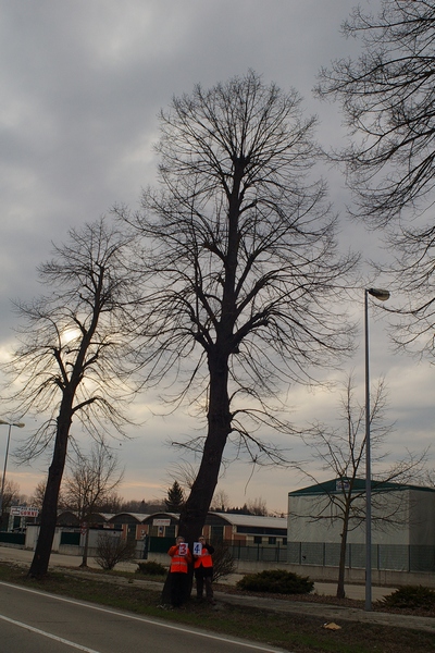 censimento fotografico degli alberi presenti lungo l ex strada statale SS 10 nel comune di Baldichieri.   