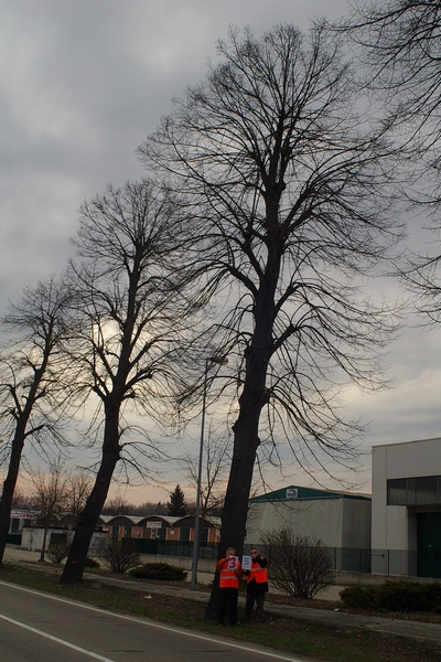 censimento fotografico degli alberi presenti lungo l ex strada statale SS 10 nel comune di Baldichieri.   