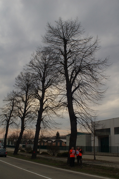 censimento fotografico degli alberi presenti lungo l ex strada statale SS 10 nel comune di Baldichieri.   
