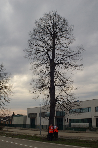 censimento fotografico degli alberi presenti lungo l ex strada statale SS 10 nel comune di Baldichieri.   