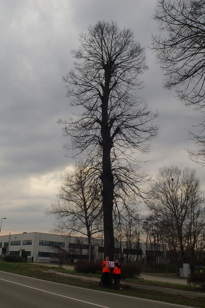 censimento fotografico degli alberi presenti lungo l ex strada statale SS 10 nel comune di Baldichieri.   