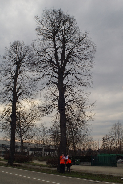 censimento fotografico degli alberi presenti lungo l ex strada statale SS 10 nel comune di Baldichieri.   