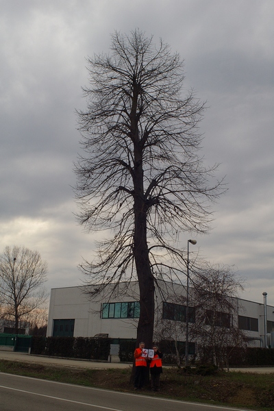 censimento fotografico degli alberi presenti lungo l ex strada statale SS 10 nel comune di Baldichieri.   