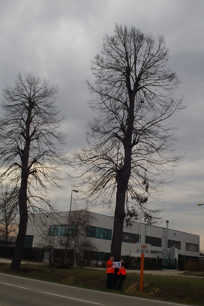 censimento fotografico degli alberi presenti lungo l ex strada statale SS 10 nel comune di Baldichieri.   